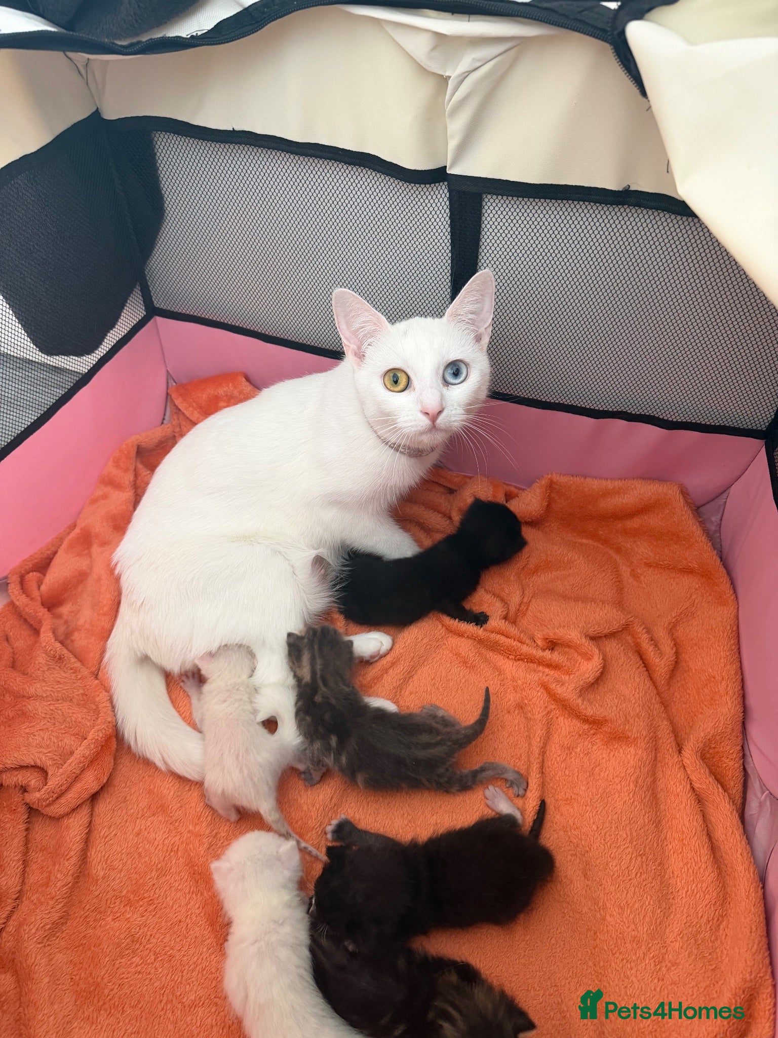 Mixed Breed cats Beautiful kittens ready soon - Advert 3