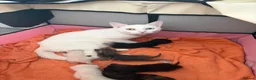 Mixed Breed cats for sale: Beautiful kittens ready soon - Advert 1