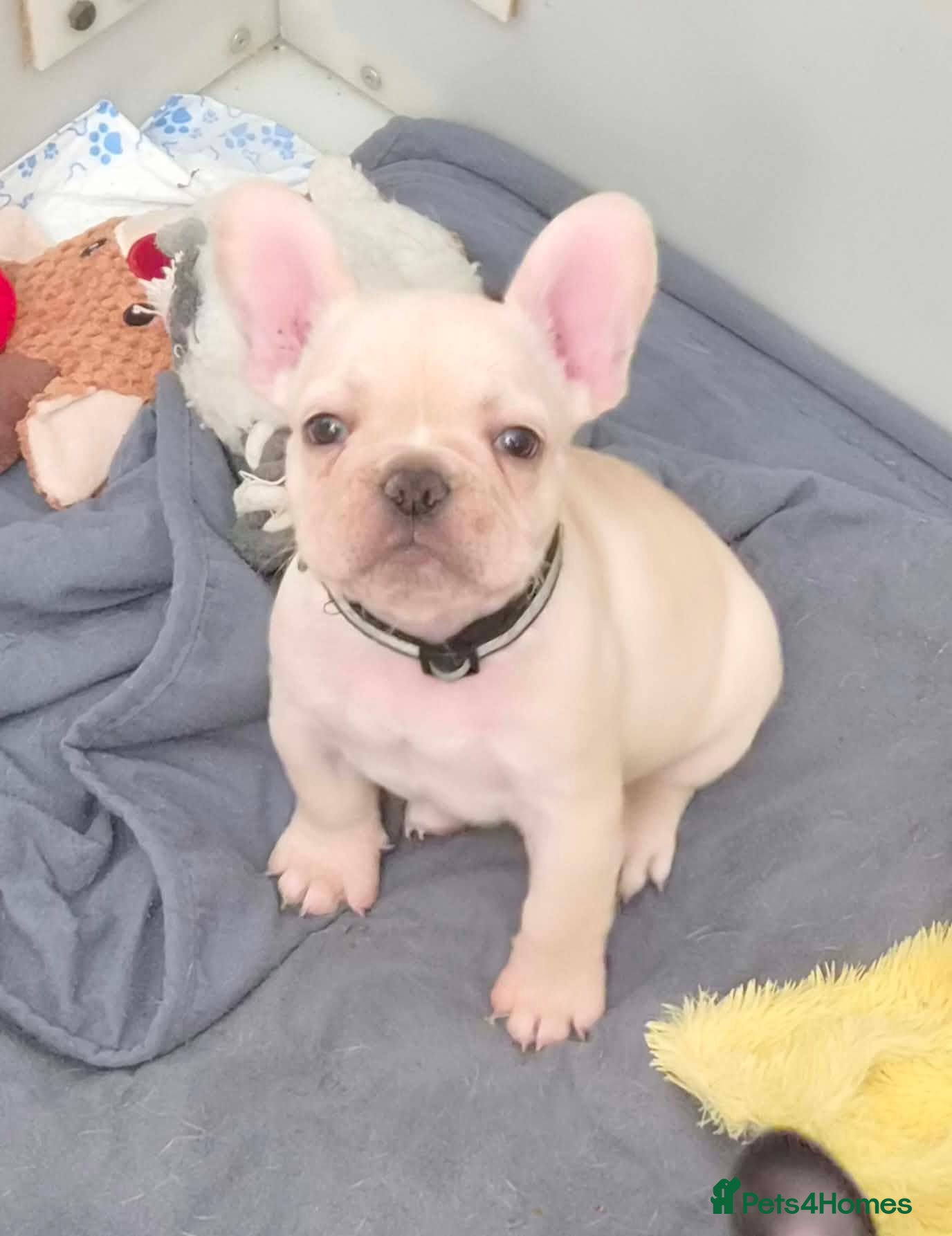 French Bulldog dogs KC REGISTERED FRENCHIE BOY - Advert 3