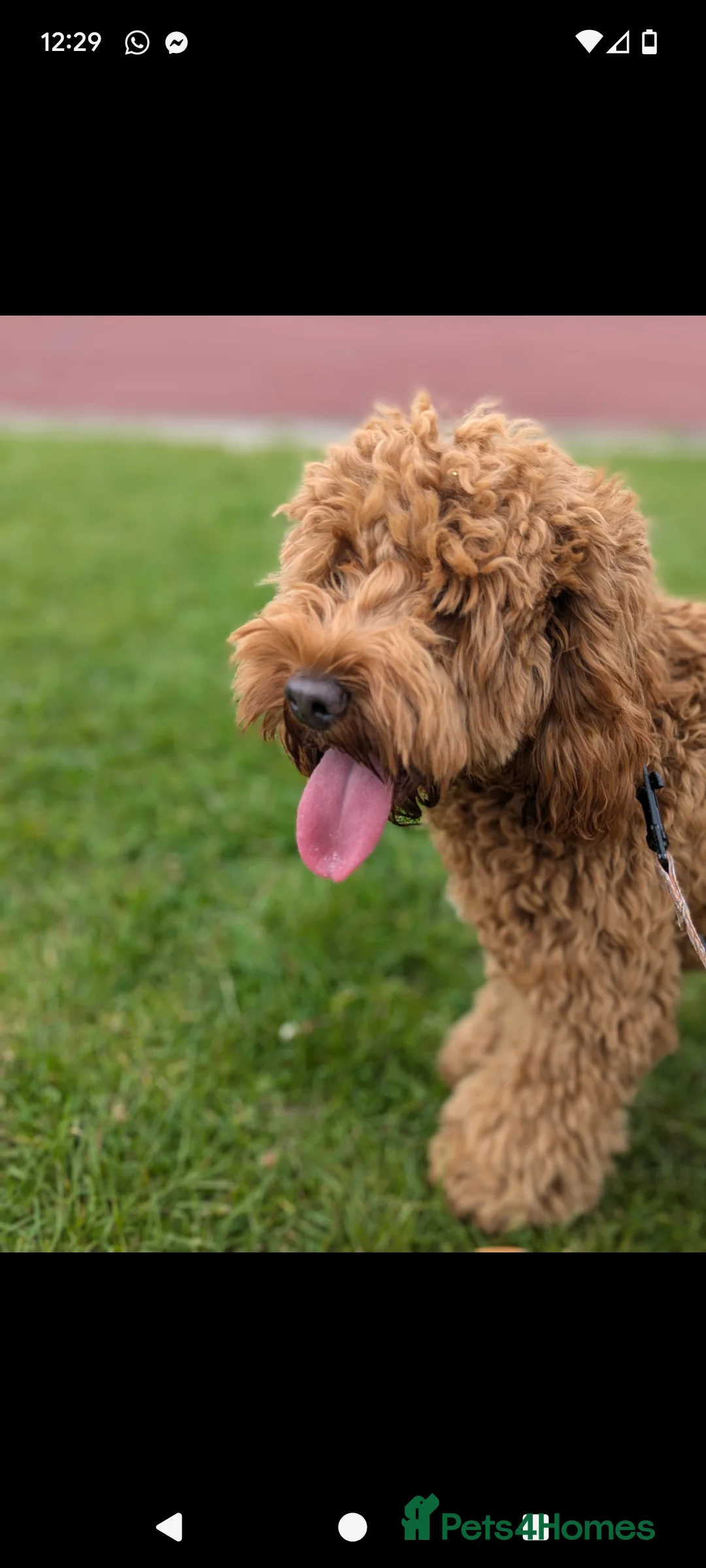 Cockapoo dogs for sale: 2 year old female cockapoo  - Advert 2