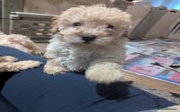 Miniature Poodle dogs for sale: Kc reg mini poodle pups for sale  - Image 5
