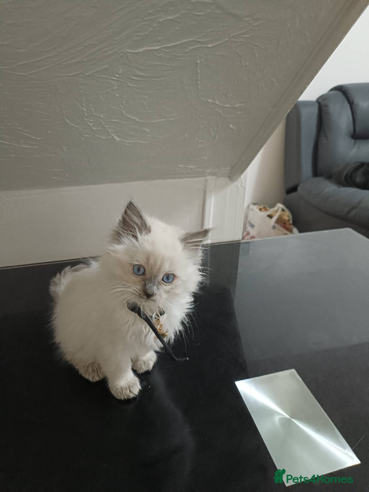 Ragdoll cats Two litters of Ragdoll kittens for sale - Advert 18