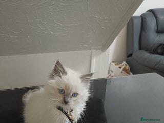 Ragdoll cats Two litters of Ragdoll kittens for sale - Advert 1