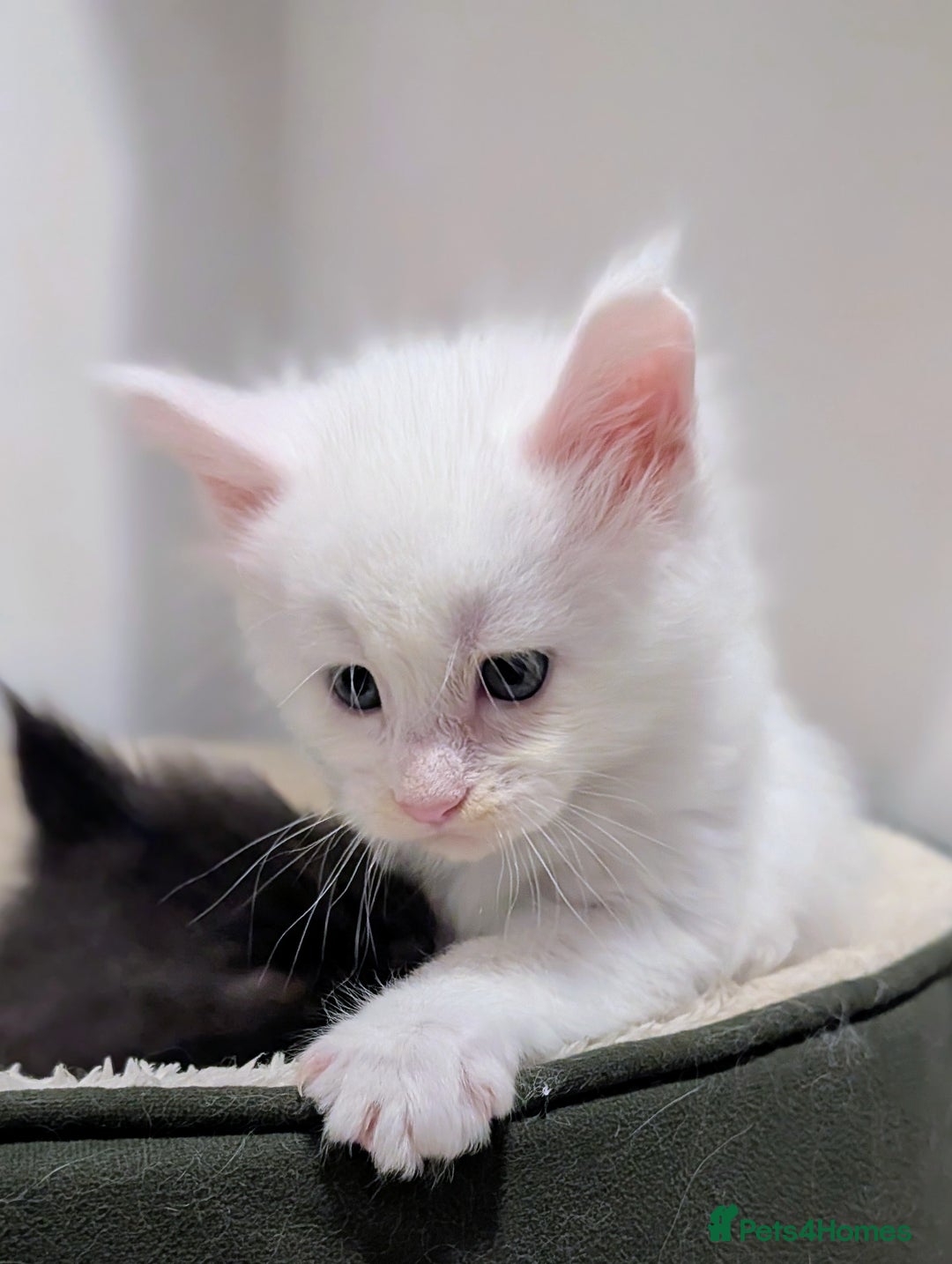 Maine Coon cats for sale: Beautiful Tica Registered Maine Coon Kittens  - Advert 15