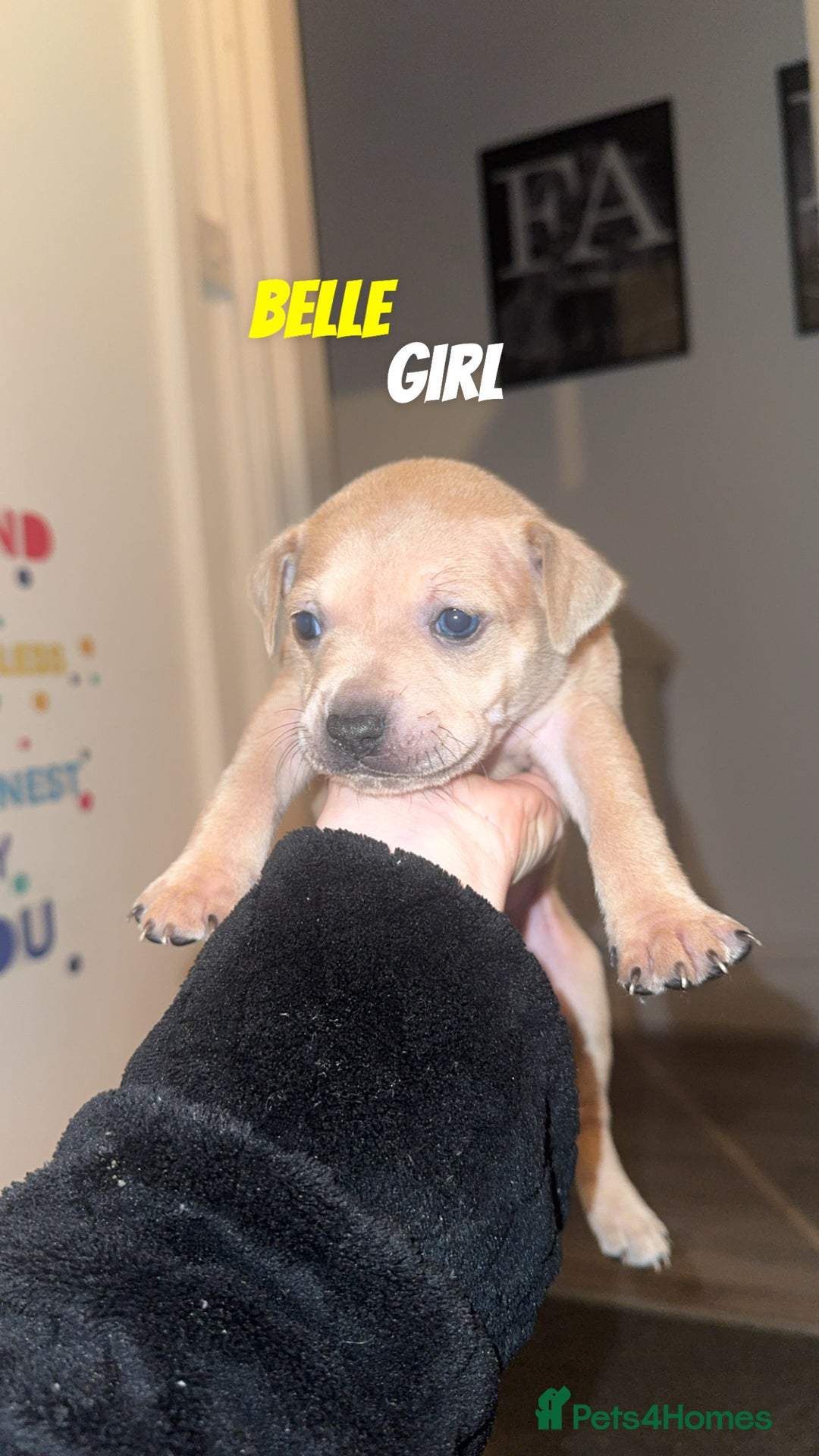 Mixed Breed dogs for sale: 7 Beautiful Staffys left - Advert 3