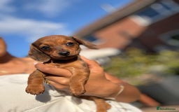 Dachshund dogs for sale: Beautiful Miniature dachshund puppies  - Image 15
