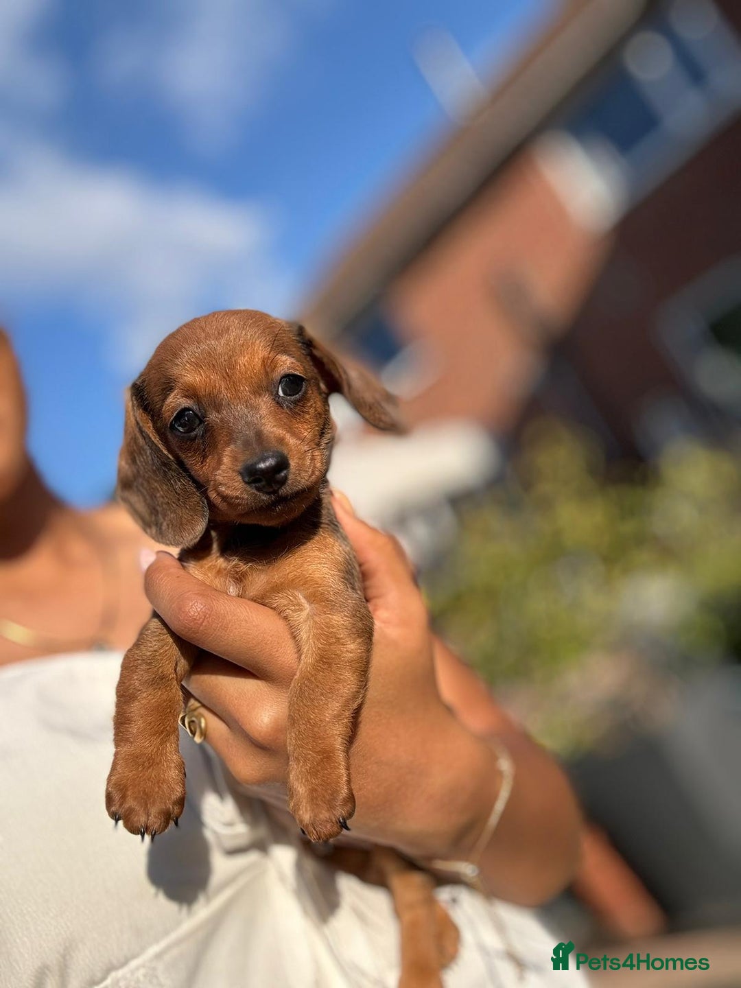 Dachshund dogs for sale: Beautiful Miniature dachshund puppies  - Image 15