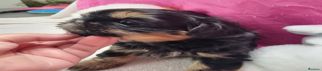 Shih Tzu Puppy 1