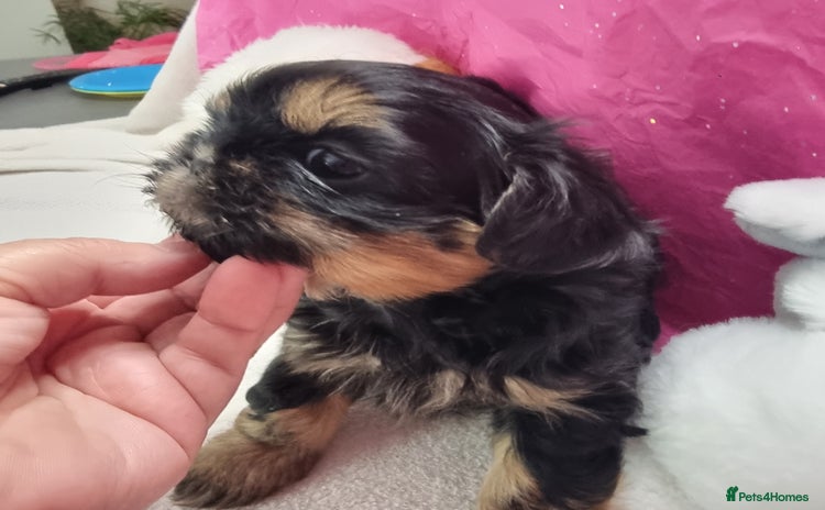 Shih Tzu dogs - Advert 1