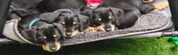 Mixed Breed dogs for sale: Mini Schnauzer X Mini Daschund puppies  - Advert 14