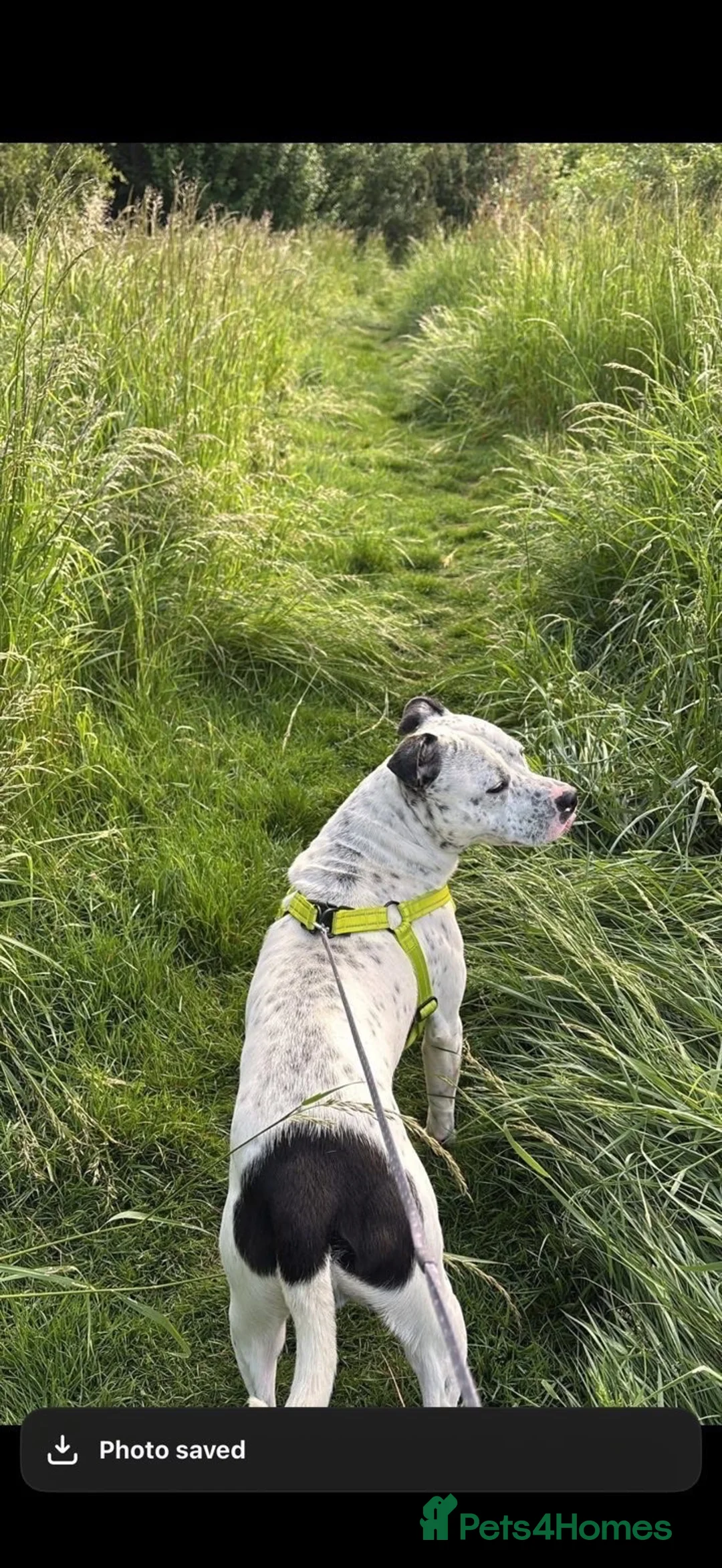 Mixed Breed dogs for sale: Staffie for rehoming through no fault of his own  in Hull - Advert 3