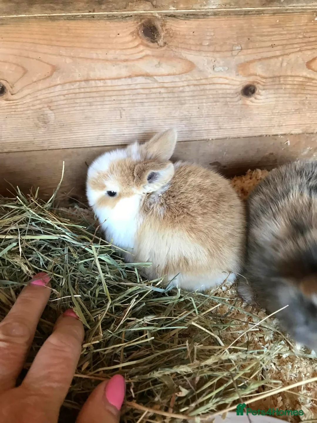 Mini Lop rabbits for sale: Mini lop babies.... - Advert 2
