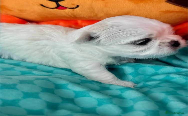 Maltese dogs - Advert 1