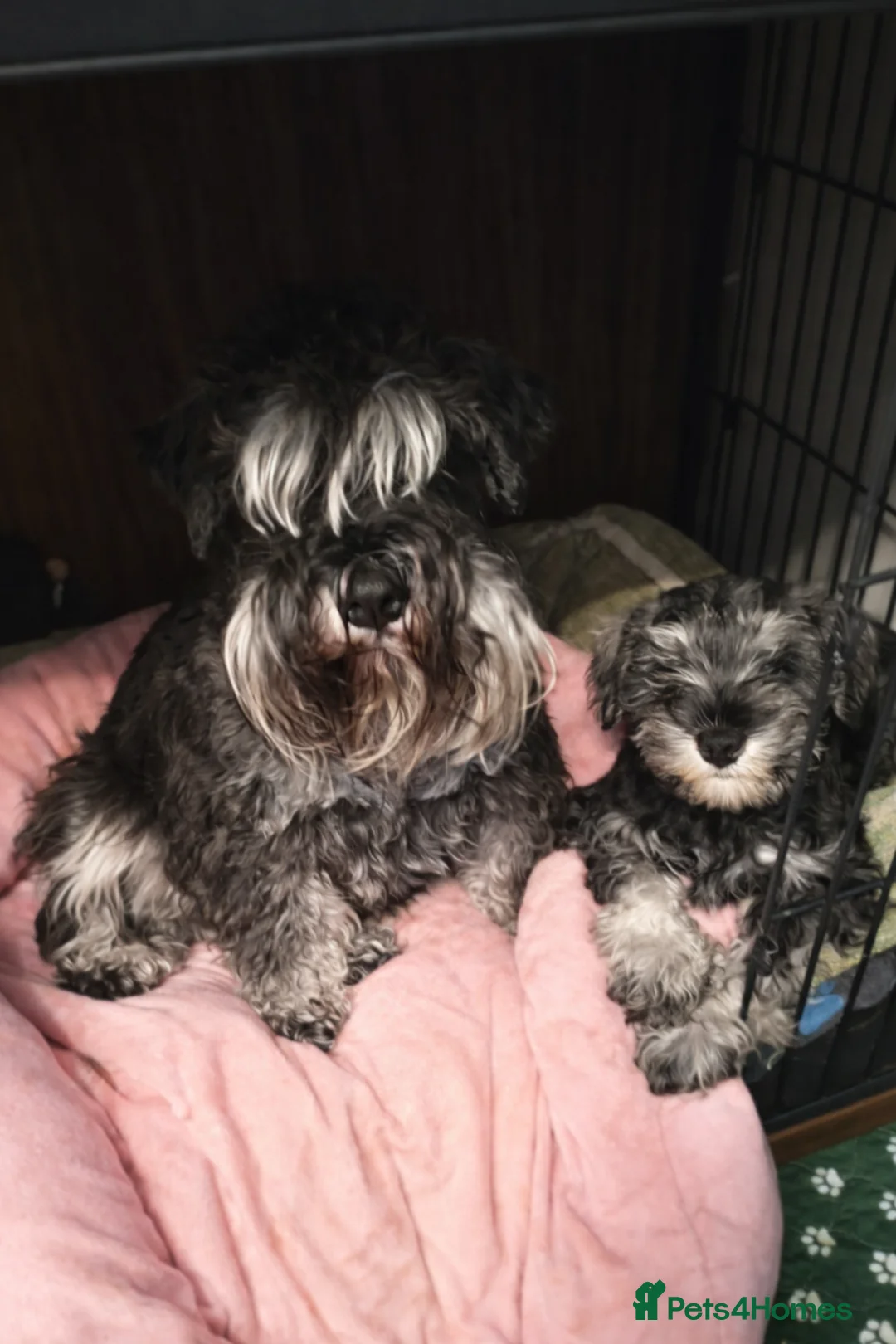 Miniature Schnauzer dogs for sale: Charming Mini Schnauzers with KC registration - Advert 14