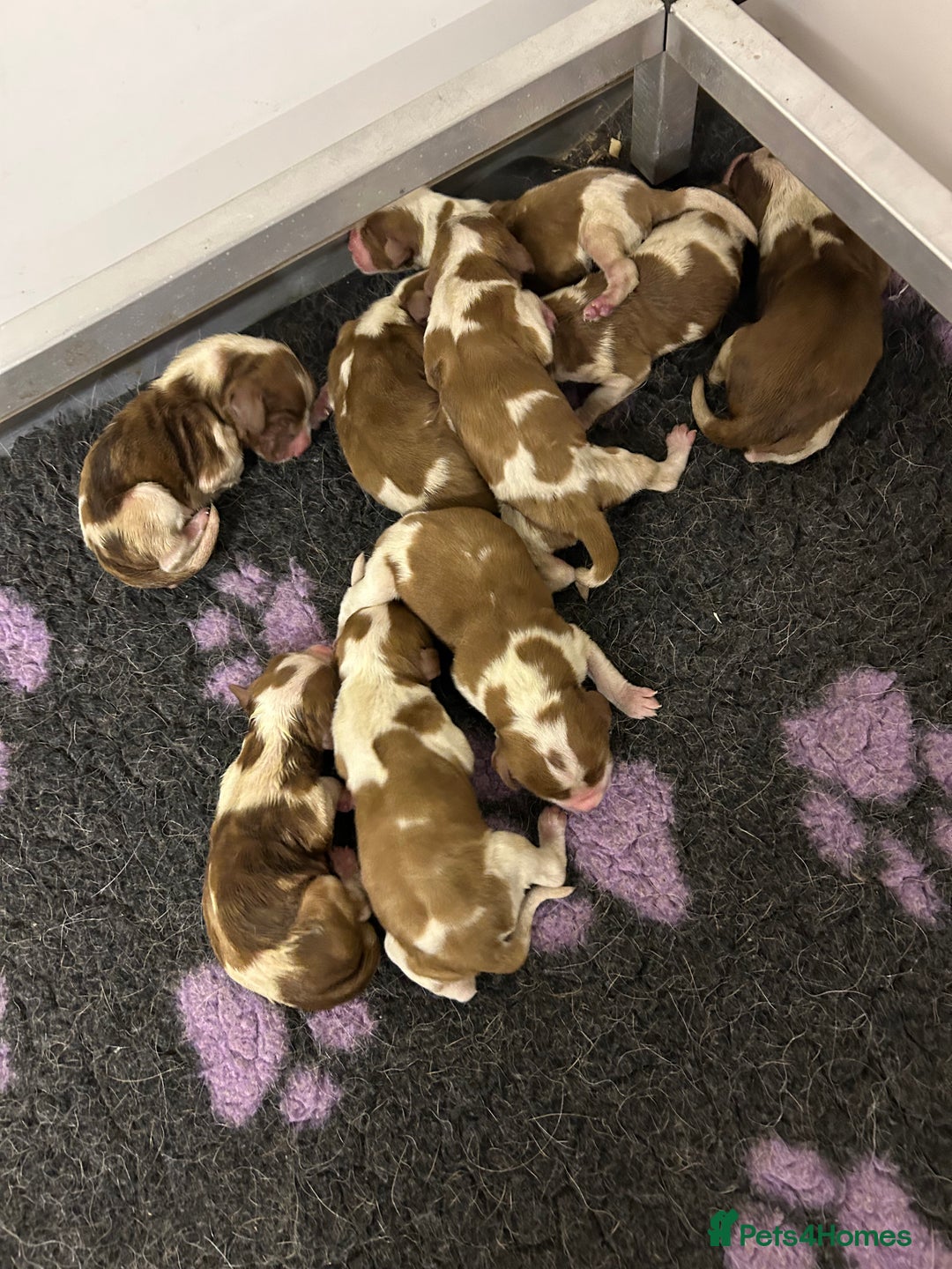 Welsh Springer Spaniel dogs for sale: Beautiful WELSH SPRINGER PUpS - Advert 4