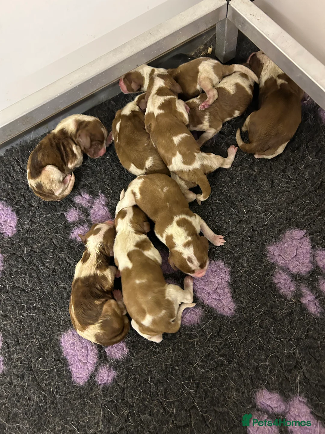 Welsh Springer Spaniel dogs for sale: Beautiful WELSH SPRINGER PUpS - Advert 8