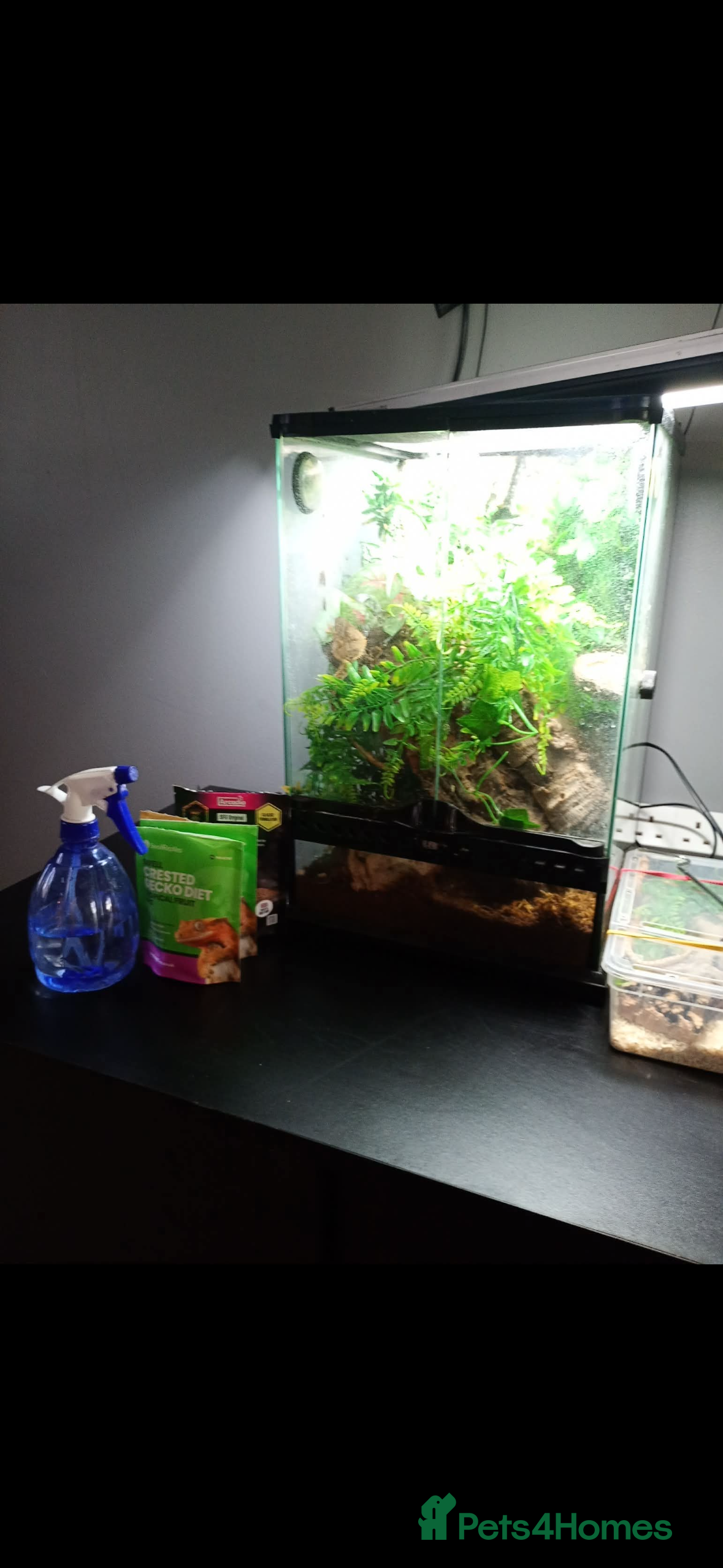 Gecko reptiles Lovely male crested gecko and full setup - Advert 4