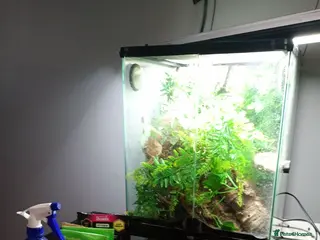 Gecko reptiles Lovely male crested gecko and full setup - Advert 4