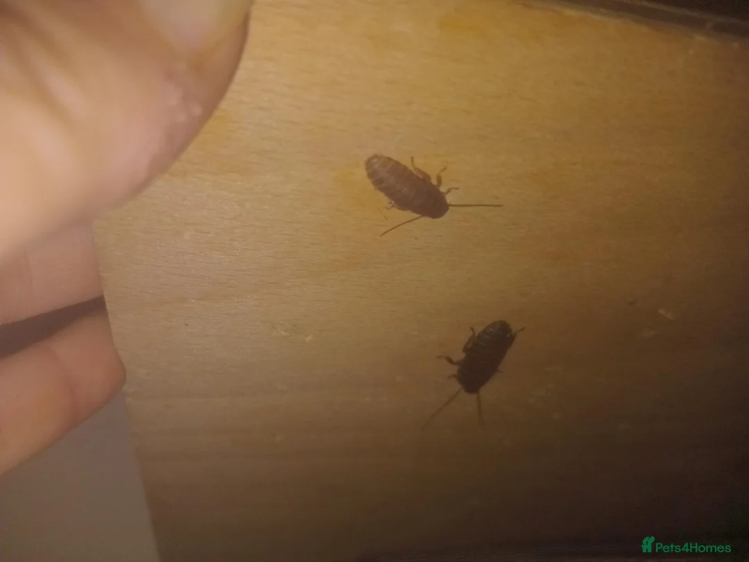 Cockroaches invertebrates for sale: Baby hissing Madagascan cockroach"s  - Advert 2
