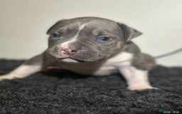 Mixed Breed dogs for sale: Olde Tyme Bulldog x American Staffordshire Pups - Image 4