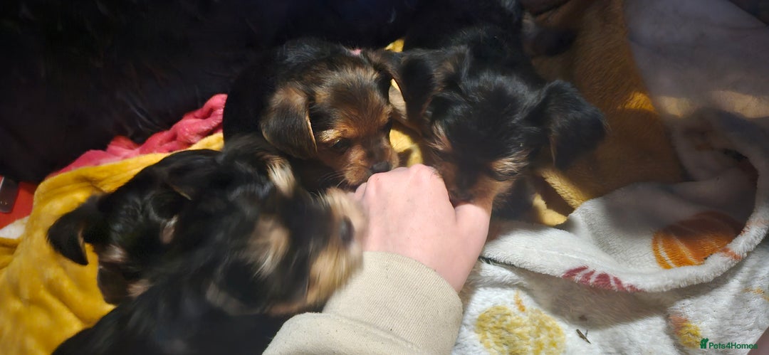 Mixed Breed dogs for sale:  **  yorkshire x full sized yorkshire terrier - Advert 7