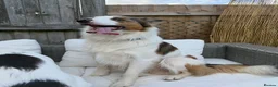 Welsh Collie dogs for sale: Welsh Collie - Advert 8