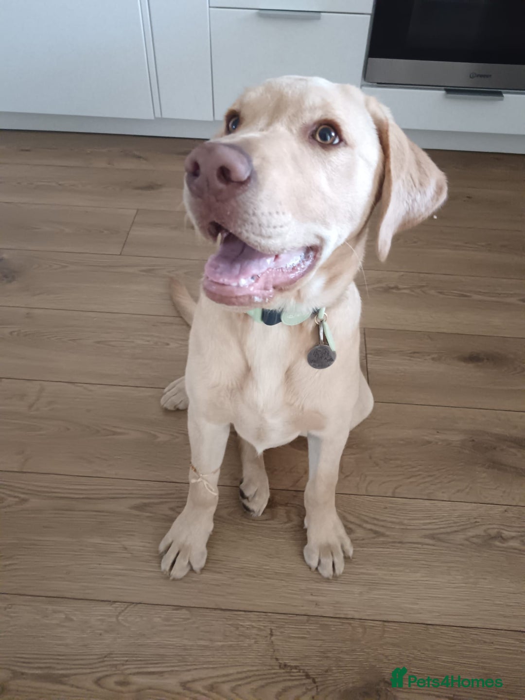 Labrador Retriever dogs for adoption: 💙🐶 SIMBA 🐶💙 - Image 5