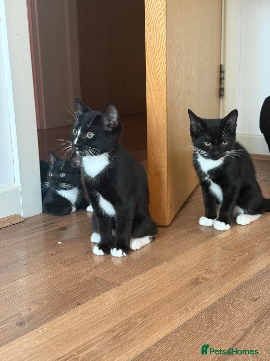 Mixed Breed cats for sale: British Short Hair X DSH - Advert 1