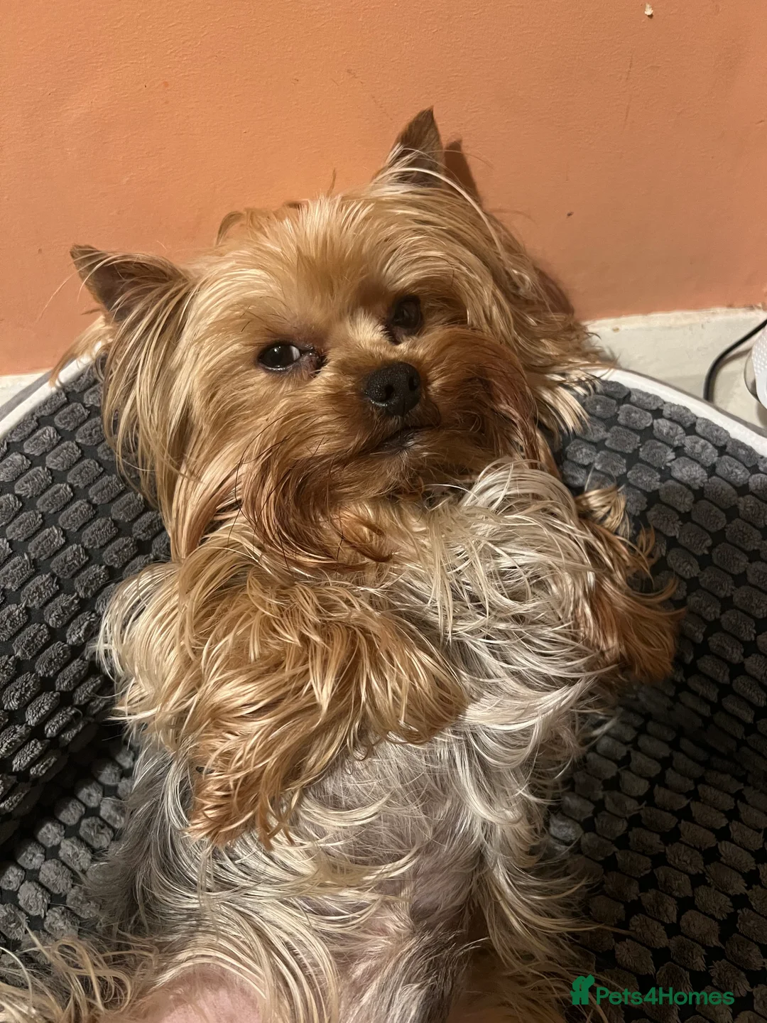 Yorkshire Terrier dogs for sale: Looking for special forever home - Advert 2