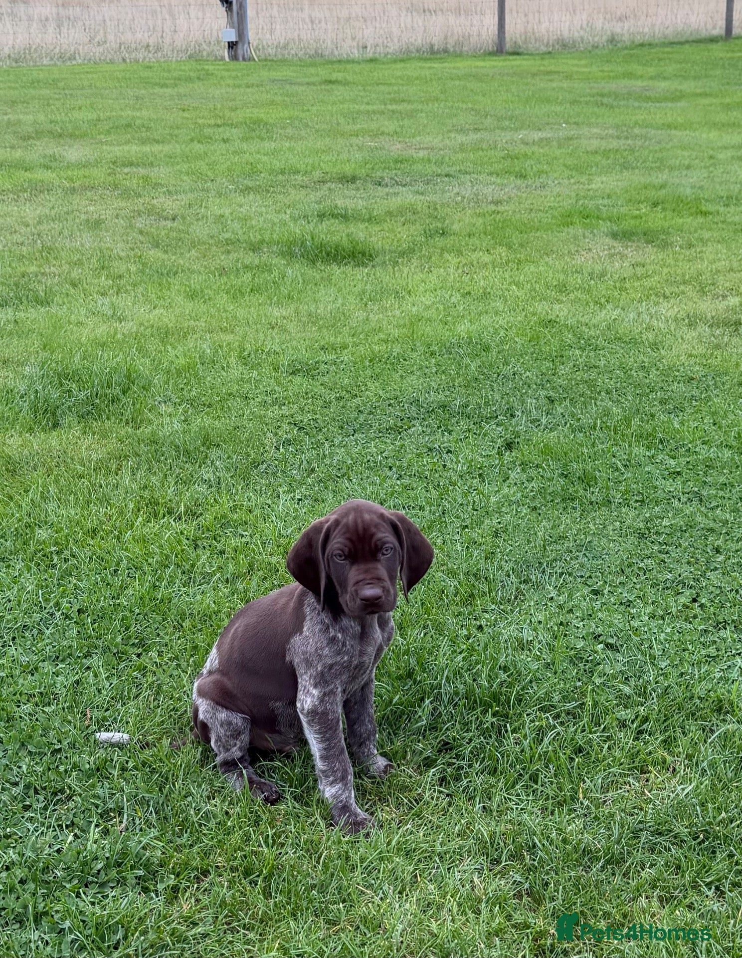 German Shorthaired Pointer dogs Liver Ticked & Spotted Boy - Advert 1