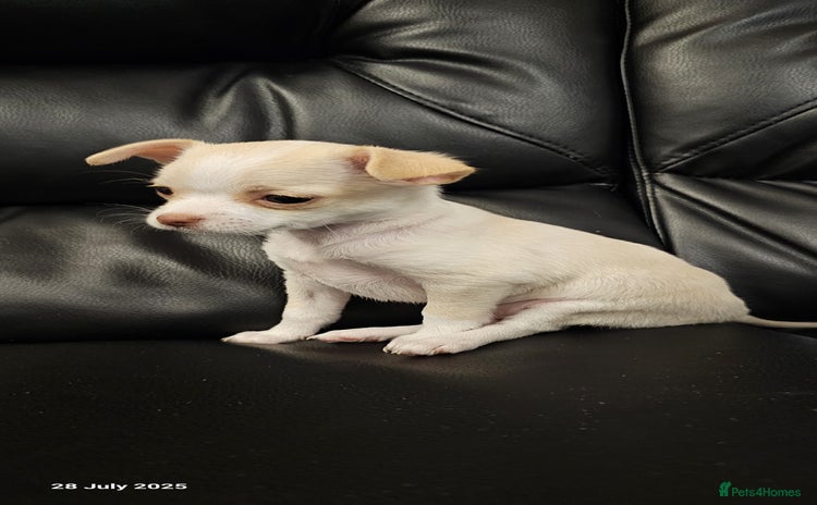 Chihuahua dogs - Advert 2