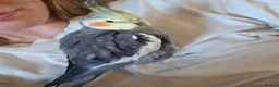 Cockatiels birds for sale: Pair of cockatiels - Advert 3
