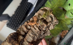 Gecko reptiles for sale: Beautiful Dalmatian Crested Gecko - Image 14