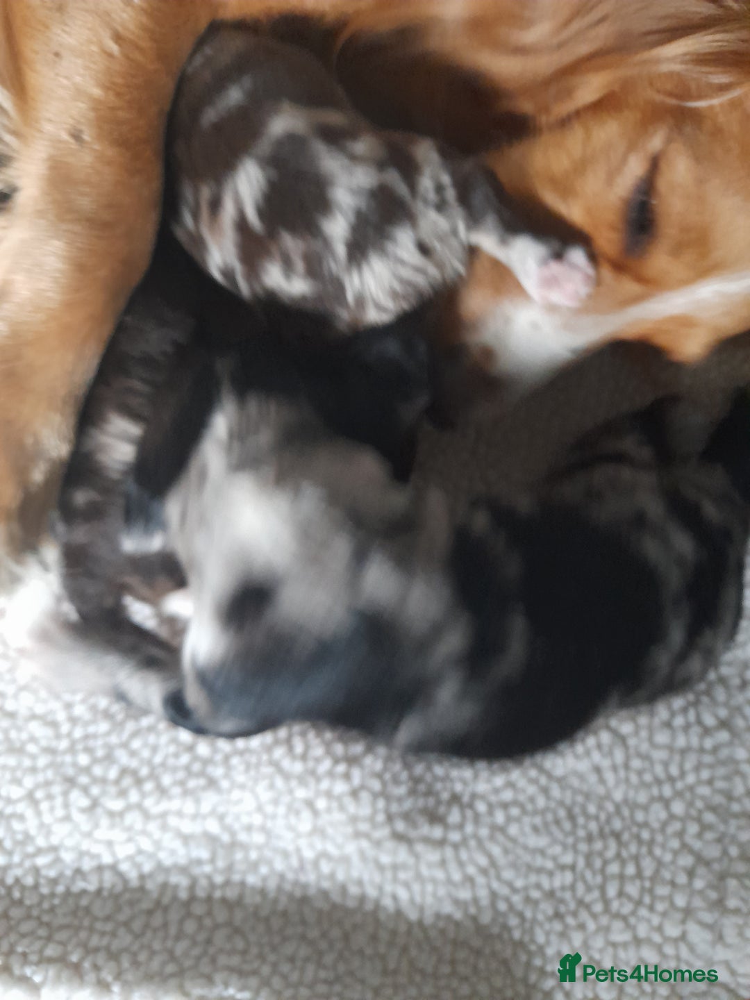 Sprocker dogs for sale: Gorgeous Merle Sprockers.  - Image 3