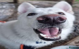 German Shepherd dogs for sale: White german sheperd  - Image 33