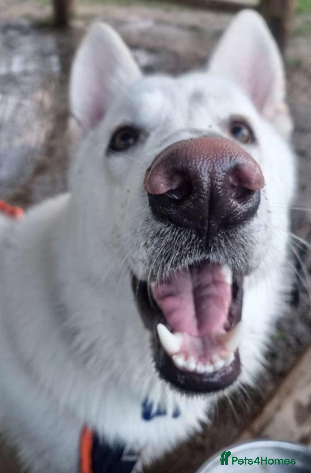 German Shepherd dogs for sale: White german sheperd  - Image 33