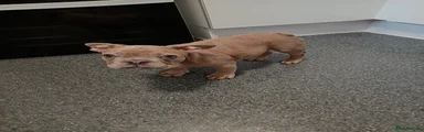 French Bulldog 2