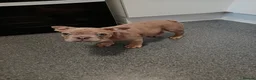 French Bulldog dogs for sale: 4 beautiful French bulldog puppies - Advert 9
