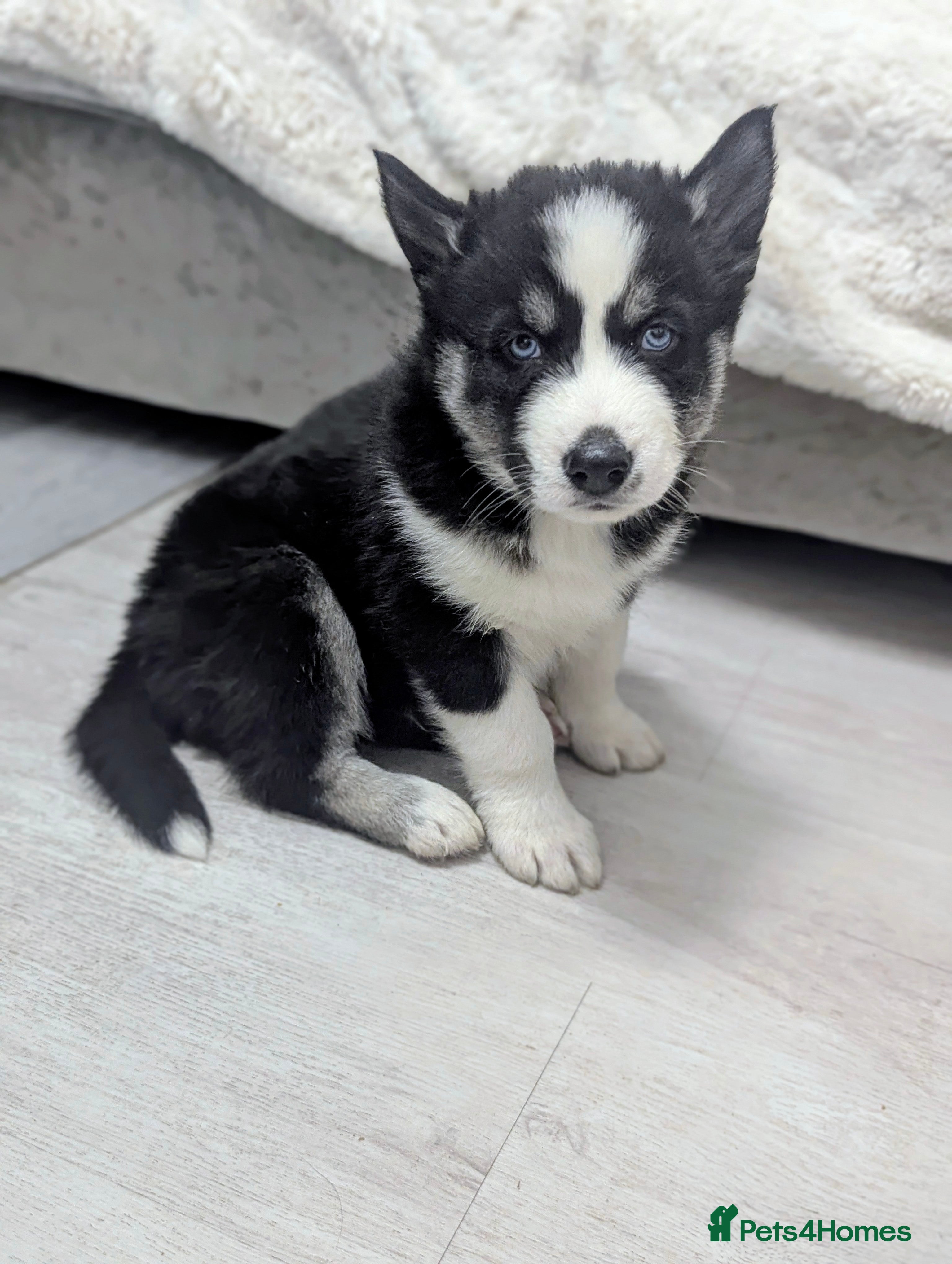 Siberian Husky dogs Stunning Siberian Husky Puppies for Sale 🐾 - Advert 6