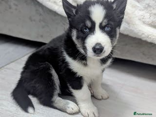 Siberian Husky dogs Stunning Siberian Husky Puppies for Sale 🐾 - Advert 6