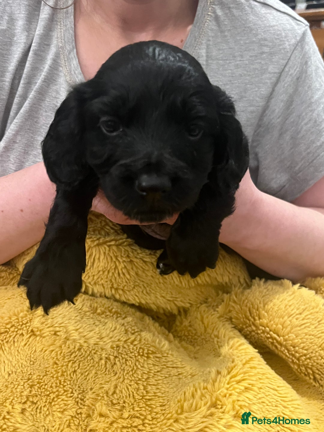 Sprocker dogs for sale: SPROCKER SPANIELS PUPPIES  - Advert 7