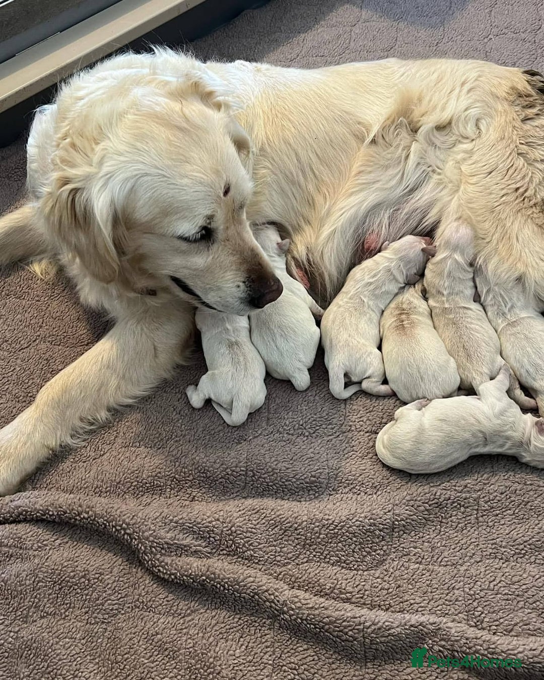 Golden Retriever dogs for sale: STUNNING GOLDEN RETRIEVER PUPPIES - Image 11
