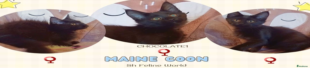Chocolate girl