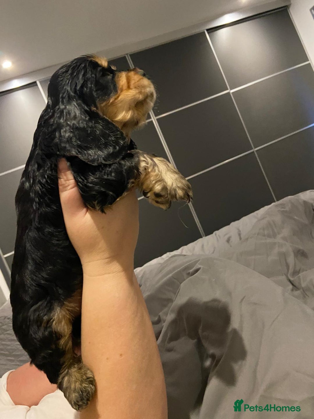 Cocker Spaniel dogs for sale: English Show Cocker Spaniels  - Advert 6