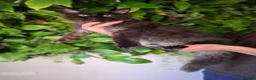 Maine Coon cats for sale: Tica register Maine Coon kittens  - Advert 24