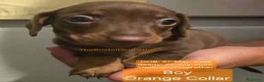 Miniature Dachshund Orange