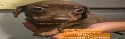 Miniature Dachshund dogs for sale: Miniature Dachshund Smooth Haired Puppies - Advert 9