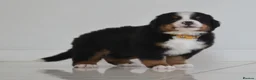 Bernese Mountain Dog dogs for sale: KC REGISTERED BERNEESE PUPPIES  - Advert 22