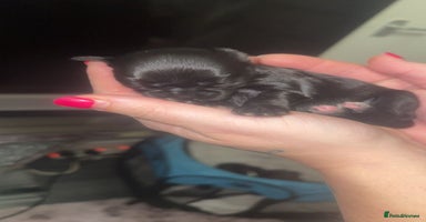 Mixed Breed dogs 6 Beautiful Babys🩵🩵🩵🩷🩷🩷 - Advert 16