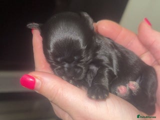 Mixed Breed dogs 6 Beautiful Babys🩵🩵🩵🩷🩷🩷 - Advert 4